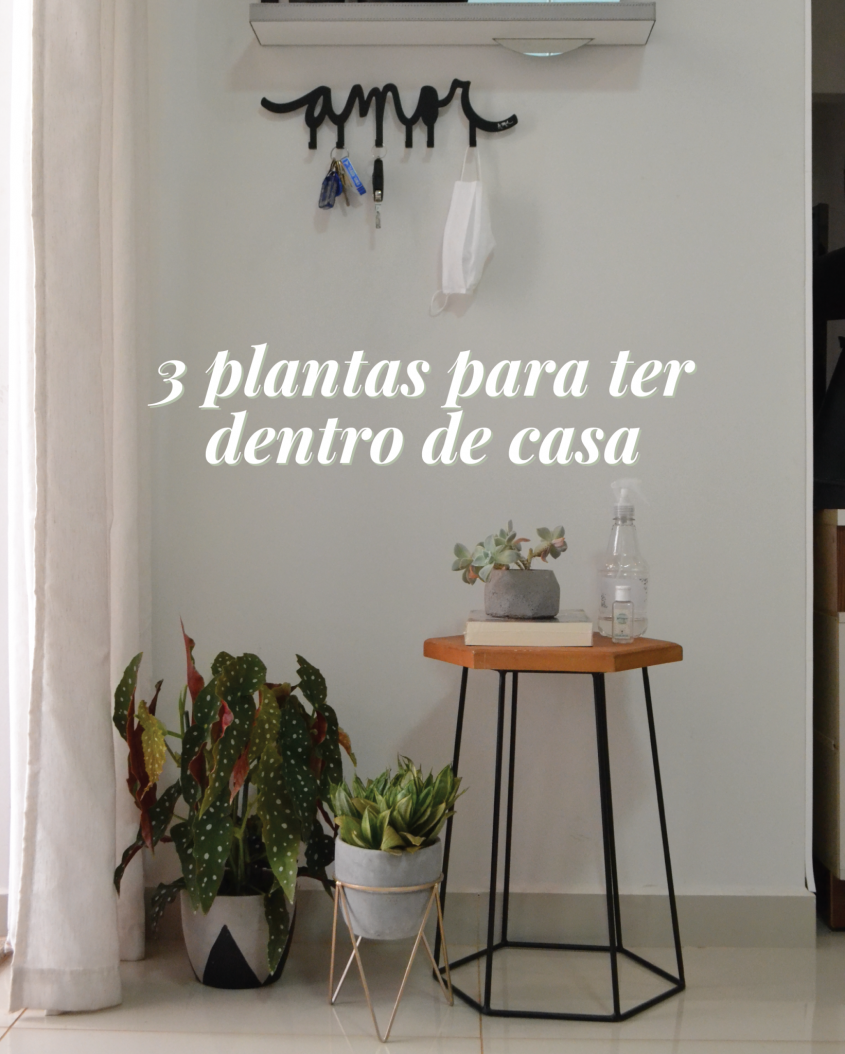 3 plantas para ter em casa
